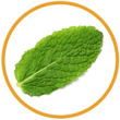 menta