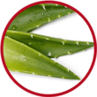 Aloe vera aloe vera