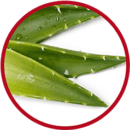 Aloe vera aloe vera