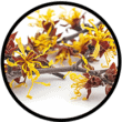 Hamamelis hamamelis