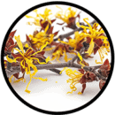 Hamamelis hamamelis