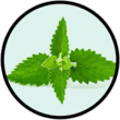 Menta menta