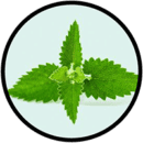 Menta menta
