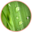 Palmarosa palmarosa