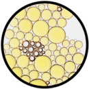 Piroctone olamine piroctone olamine
