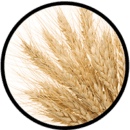 Psenica psenica