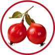 Šipak šipak