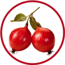 Šipak šipak