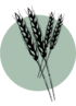hidrolizovani protein pšenice